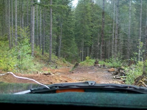 1978 Ford Bronco - The view from the windshield shows a rough dirt path winding through a thick pine forest.