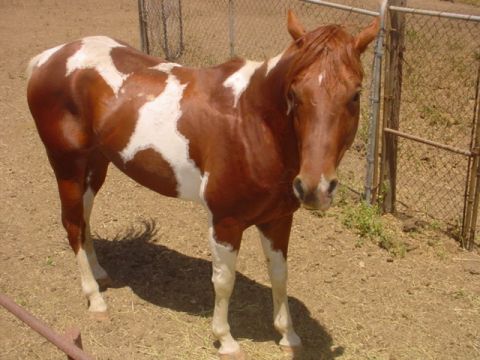 1988 Ford Bronco - one of his horses