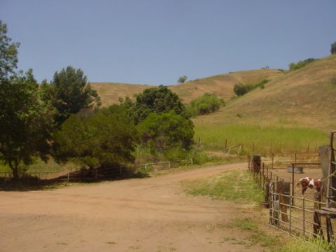 1988 Ford Bronco - A pastoral scene unfolds with rolling hills, a dirt path, and a small enclosure housing two cows under a clear blue sky.