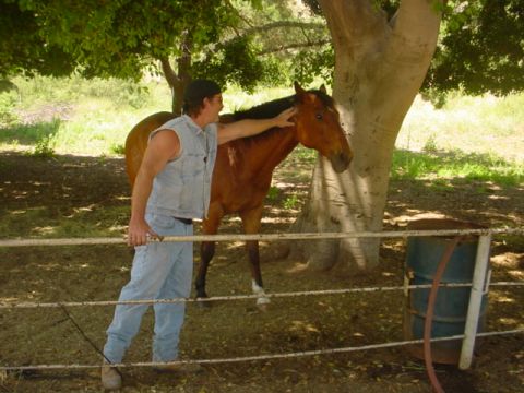 1988 Ford Bronco - A man pets a horse in a fenced area under trees.