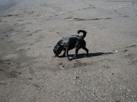 1996 Ford Bronco - A black dog explores the sandy shore, leaving paw prints behind.