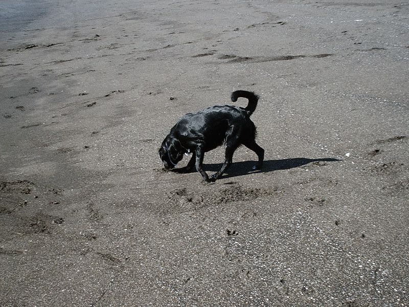 Black dog sniffing the sand on a beach