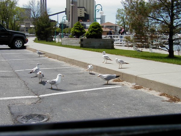 Seagulls gathered in a parking lot near a waterfront with buildings in the background