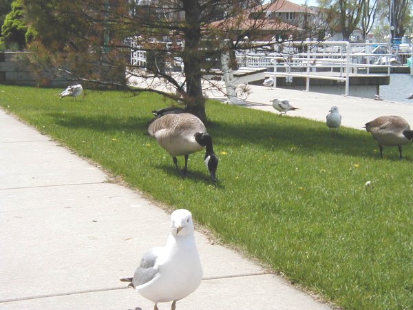 Seagull in foreground on sidewalk, geese grazing on grass by a tree and waterfront