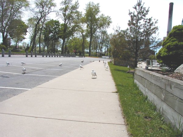 Parking lot with seagulls and a concrete walkway, trees in background