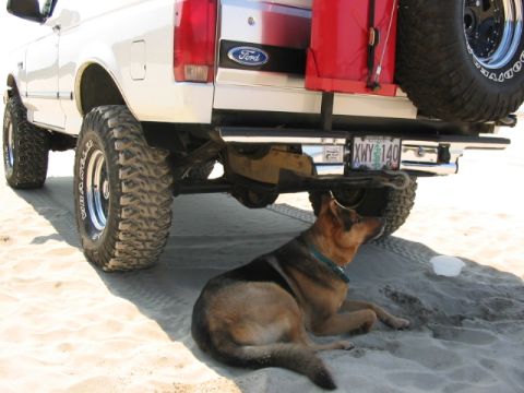 1995 Ford Bronco - A 1995 Ford Bronco is seen from the rear, equipped with a spare tire and a red gas can, while a dog relaxes on the sandy ground.