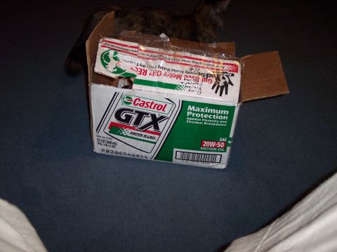 1990 Ford Bronco - A box of Castrol GTX motor oil is shown, with a cat partially visible in the background.