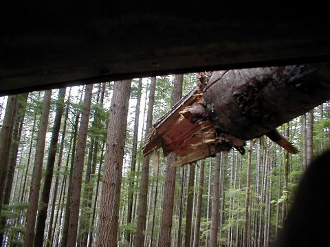 1983 Ford Bronco - View out through a vehicle's windshield opening at a freshly snapped tree trunk with splintered white wood hanging across the trail, framed…