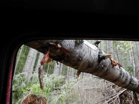 1983 Ford Bronco - Shot from inside a vehicle through a side window opening with red painted body edge visible, showing a large downed tree leaning across the…