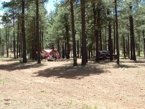 1990 Ford Bronco - Wide campsite scene in an open ponderosa pine forest, with a maroon full-size SUV with a white roof parked among the trees at right and a r…