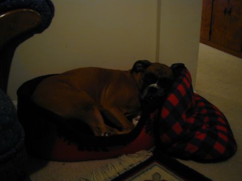1988 Ford Bronco - A boxer dog rests comfortably on its bed, partially covered by a plaid blanket.