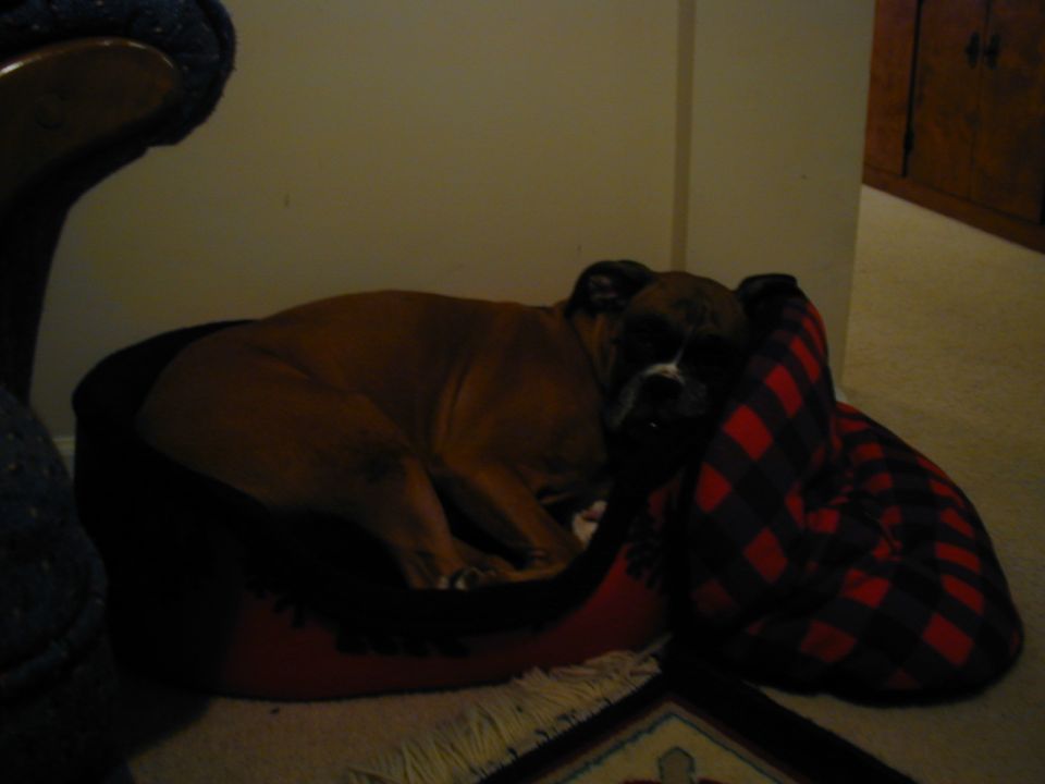 Boxer dog sleeping on a red dog bed with a red and black plaid blanket