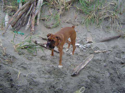 1989 Ford Bronco - Cassius playing in the sand