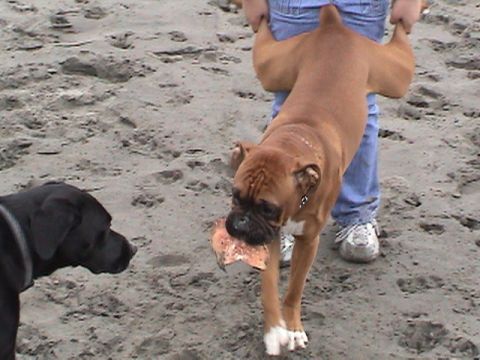 1994 Ford Explorer - Two dogs interact on a sandy beach, one holding a piece of wood.