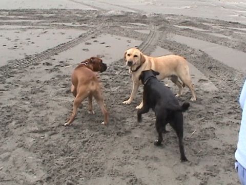 1994 Ford Explorer - Three dogs interact on a sandy beach, with tire tracks visible in the sand behind them.