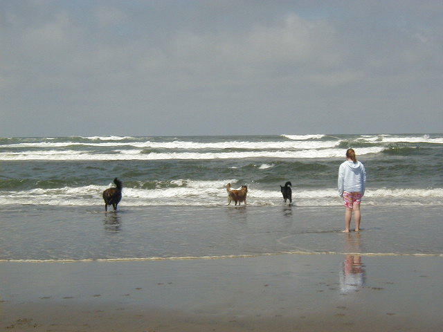 Person and three dogs in the surf at a wide sand beach