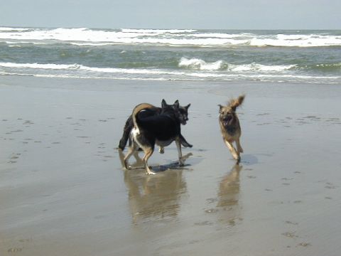 1994 Ford Explorer - Dogs enjoying a day at the beach, running through the shallow water and sand.