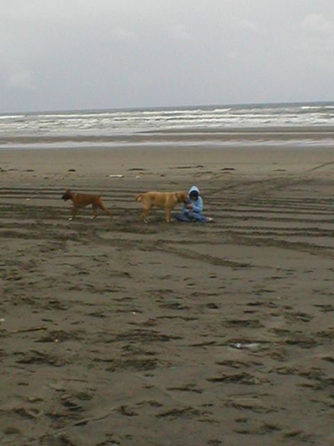 1978 Ford Bronco - A person sits on the sand with two dogs on a cloudy day at the beach.