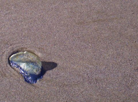 1982 Ford Bronco - Jelly Fish