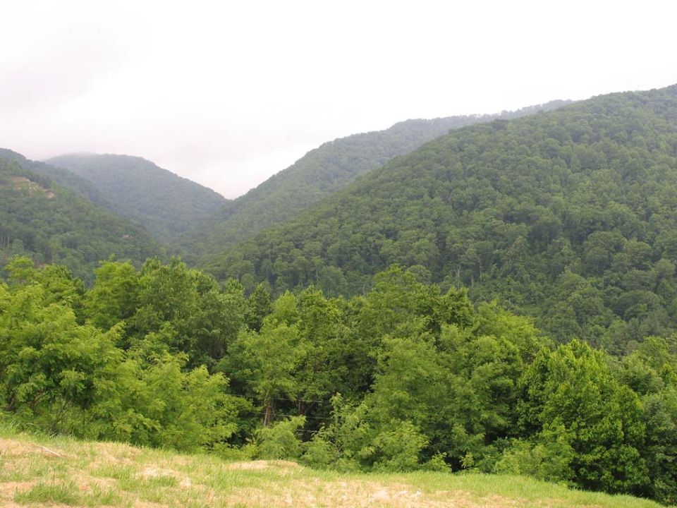 Overcast sky above forested mountains and a grassy foreground