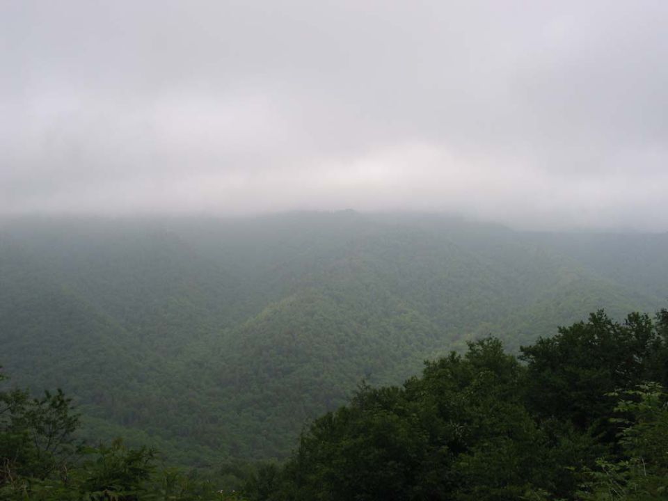 Misty mountains covered in trees under a cloudy sky