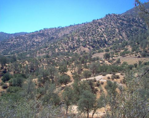 Dry, hilly landscape with scattered trees and a dirt road under a clear blue sky