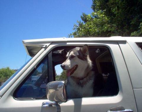 1988 Ford Bronco - A husky dog enjoys the ride, head out the window of a white vehicle on a sunny day.