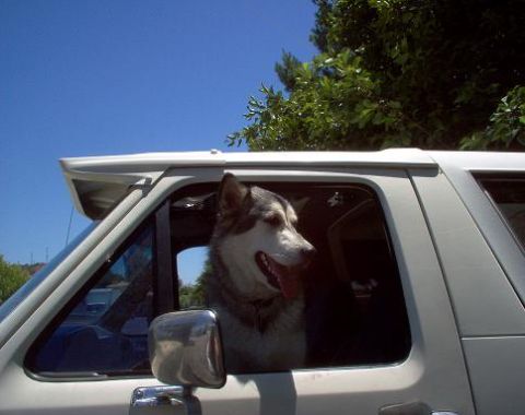 1988 Ford Bronco - A dog enjoys a sunny day while riding in a van.