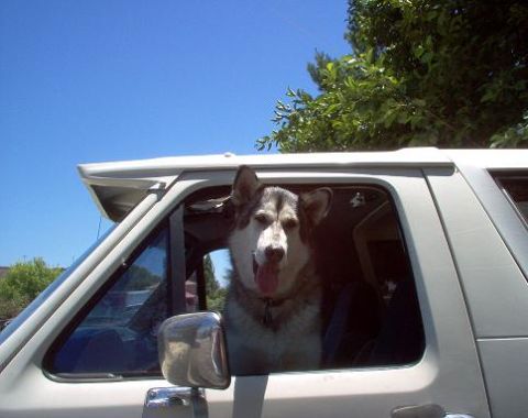 1988 Ford Bronco - A dog looks out the window of a white van on a sunny day.