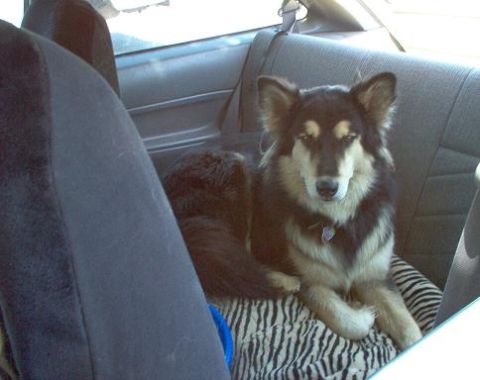 1988 Ford Bronco - A dog rests comfortably on a patterned blanket in the back seat of a vehicle.