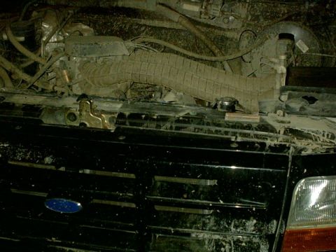 1995 Ford Bronco - The engine bay of a 1995 Ford Bronco is shown, with the front grille and headlight visible.