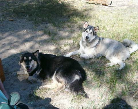 1988 Ford Bronco - Two dogs relax outdoors on a sunny day.