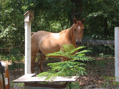 1995 Ford Bronco - A horse stands in a fenced area near a birdhouse and some greenery.