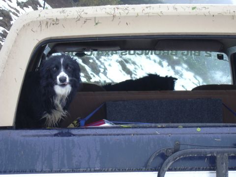 1991 Ford Bronco - A dog peers out of the back of a pickup truck, with snow visible through the broken rear window.