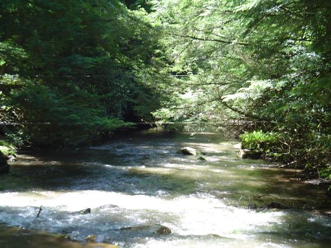 1993 Ford Bronco - A scenic view of a river winding through a lush, green forest.