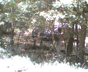1985 Ford Bronco - A red SUV is seen through trees, with the Supermotors.net logo in the lower right corner.