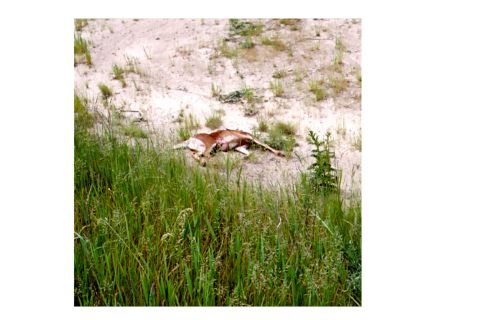 1977 Ford F-150 - This is what is left of deer