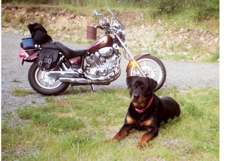 1977 Ford F-150 - My dog protecting my bike.