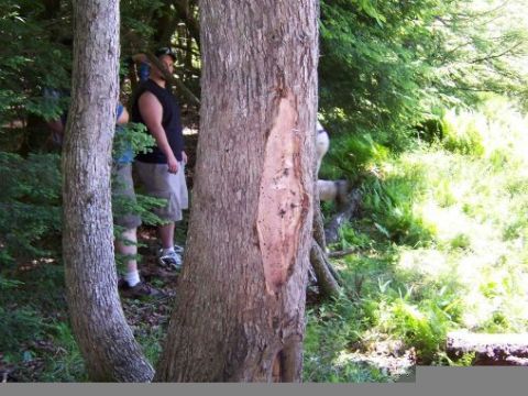 1996 Ford Bronco - Two individuals are visible in a wooded area, with a large tree trunk showing damage in the foreground.