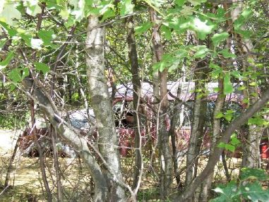 1996 Ford Bronco - A red Ford Bronco is overgrown with trees and brush, making it difficult to see clearly.