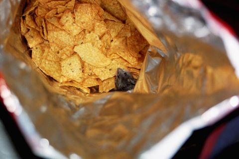 1986 Ford Bronco - A mouse has made its home inside a bag of chips.