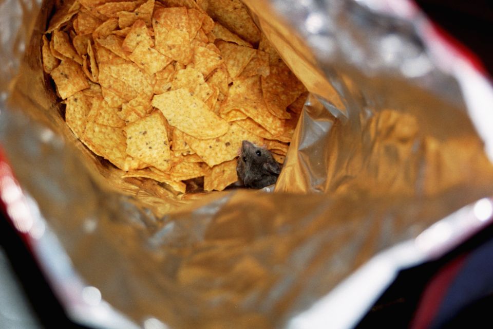 Mouse peeking out from a bag of tortilla chips