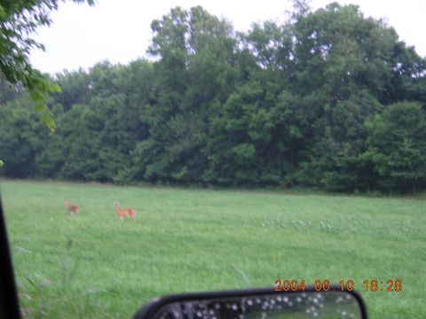 1984 Chevrolet Blazer - Two deer are visible in a field on a cloudy day, with a side mirror in the foreground.