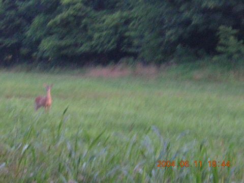 1984 Chevrolet Blazer - A deer stands in a field of tall grass, with a treeline in the distance. A watermark indicates the date and time the photo was taken.