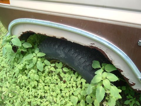 1986 Ford Bronco - Vehicle's wheel well shows significant rust and is surrounded by lush green foliage.