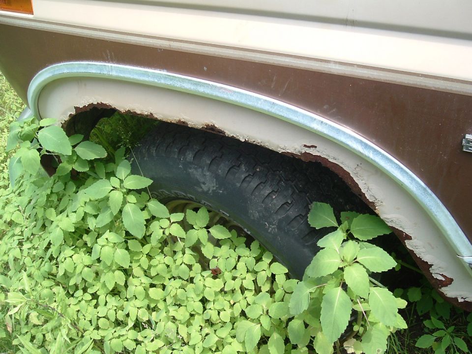 Rusted wheel well of a vehicle with a tire visible, overgrown with green plants