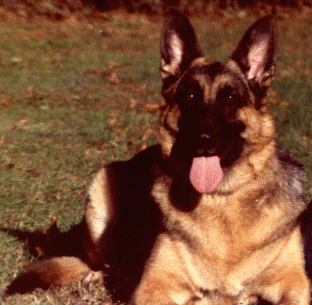 1998 Ford Crown Victoria - GSD