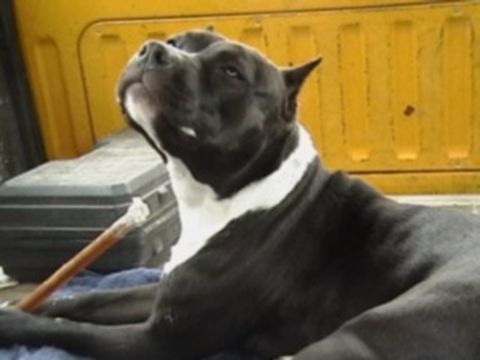 1986 Ford Bronco - A dog rests with a chew stick in front of yellow truck bed paneling.