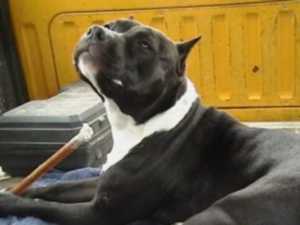 Dog with white collar lying down, yellow paneling behind it