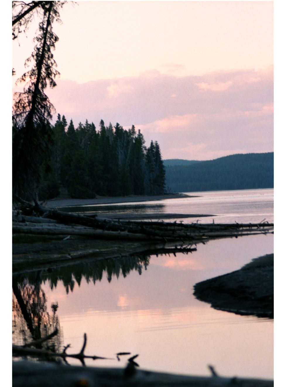 Calm lake at dusk with pink sky, silhouetted pine trees, driftwood on shore, and distant hills